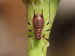 Attēlu rezultāti vaicājumam “Uroleucon hypochoeridis”