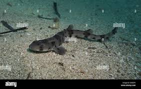 Image result for Scyliorhinus stellaris
