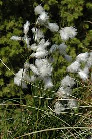 Attēlu rezultāti vaicājumam “Eriophorum angustifolium flower”