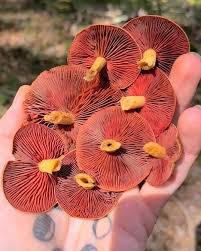 Attēlu rezultāti vaicājumam “Lycogala irregulare young”