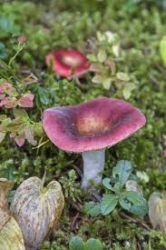 Attēlu rezultāti vaicājumam “Russula vesca”