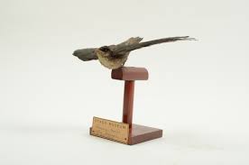 Image result for Chaetura pelagica