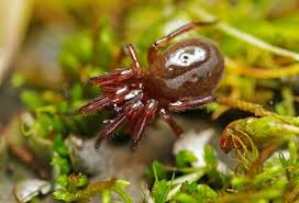 Attēlu rezultāti vaicājumam “Theridiidae”