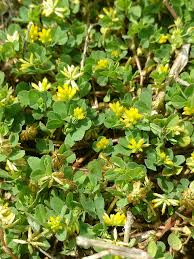 Attēlu rezultāti vaicājumam “Trifolium dubium”