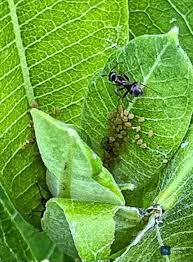 Attēlu rezultāti vaicājumam “Clitellaria ephippium”