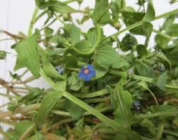 Image result for Anagallis arvensis