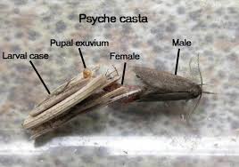 Attēlu rezultāti vaicājumam “Psyche casta”