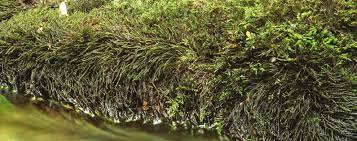 Attēlu rezultāti vaicājumam “Platyhypnidium riparioides”