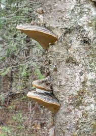 Attēlu rezultāti vaicājumam “Phellinus nigricans”