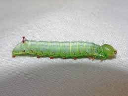 Attēlu rezultāti vaicājumam “Ptilodon capucina larva”