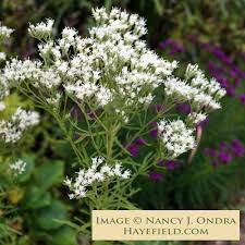 Attēlu rezultāti vaicājumam “Corispermum hyssopifolium”