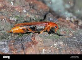 Attēlu rezultāti vaicājumam “Lymexylidae”