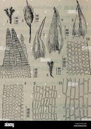 Attēlu rezultāti vaicājumam “Orthotrichum speciosum sporophyte”