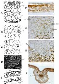 Attēlu rezultāti vaicājumam “Omphalodes verna leaf”