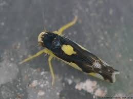 Attēlu rezultāti vaicājumam “Eupteryx vittata”