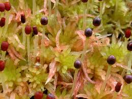 Attēlu rezultāti vaicājumam “Sphagnum contortum”