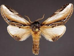 Attēlu rezultāti vaicājumam “Pheosia gnoma male”