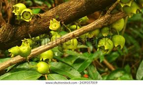 Attēlu rezultāti vaicājumam “Libanotis montana fruit”