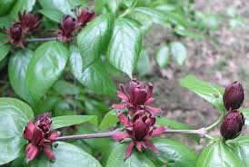Attēlu rezultāti vaicājumam “Calycanthus floridus”