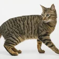 Attēlu rezultāti vaicājumam “Felis silvestris catus”