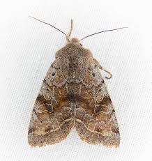 Attēlu rezultāti vaicājumam “Orthosia sp.”