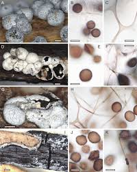 Attēlu rezultāti vaicājumam “Trichia alpina sessile”