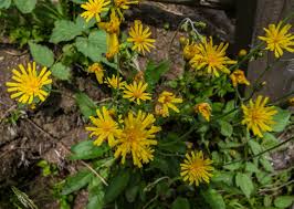 Attēlu rezultāti vaicājumam “Hieracium murorum”