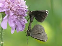 Attēlu rezultāti vaicājumam “Odezia atrata”