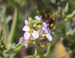 Attēlu rezultāti vaicājumam “Eumenidae”