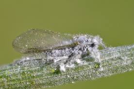 Attēlu rezultāti vaicājumam “Schizolachnus pineti”