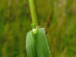 Attēlu rezultāti vaicājumam “Brachypodium pinnatum”