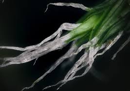 Attēlu rezultāti vaicājumam “Heterotrichia obvelata (syn. Arcyria obvelata) stalked”