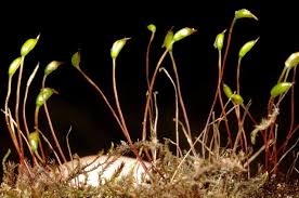Attēlu rezultāti vaicājumam “Callicladium haldanianum”