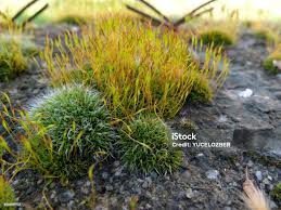 Attēlu rezultāti vaicājumam “Tortula muralis sporophyte”