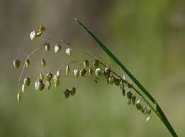 Attēlu rezultāti vaicājumam “Briza media bud”