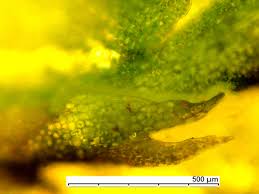 Attēlu rezultāti vaicājumam “Geocalyx graveolens”