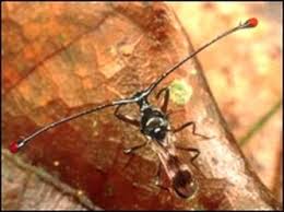 Attēlu rezultāti vaicājumam “Didymium melanospermum stalked”