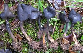 Attēlu rezultāti vaicājumam “Helvella atra”