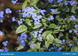 Attēlu rezultāti vaicājumam “Omphalodes verna flower”