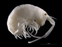 Attēlu rezultāti vaicājumam “Talitrus saltator”