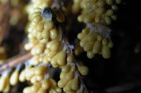 Attēlu rezultāti vaicājumam “Leocarpus fragilis spores”