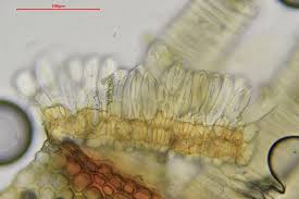 Attēlu rezultāti vaicājumam “Bryum pallescens”