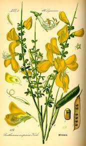 Image result for Cytisus scoparius