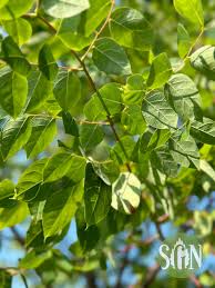 Attēlu rezultāti vaicājumam “Gymnocladus dioicus leaf”