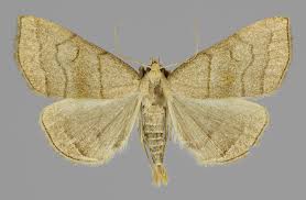 Attēlu rezultāti vaicājumam “Herminia tarsicrinalis”