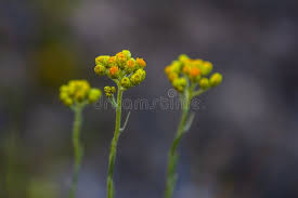 Attēlu rezultāti vaicājumam “Helichrysum arenarium bud”
