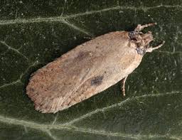 Attēlu rezultāti vaicājumam “Depressaria olerella imago”