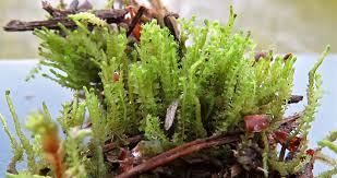 Attēlu rezultāti vaicājumam “Barbilophozia kunzeana”