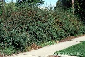 Attēlu rezultāti vaicājumam “Cotoneaster divaricatus”