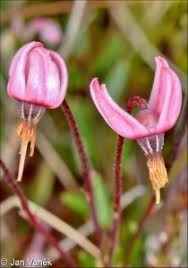Attēlu rezultāti vaicājumam “Oxycoccus bud”